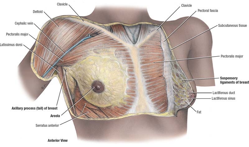 Pectoralis Anatomy